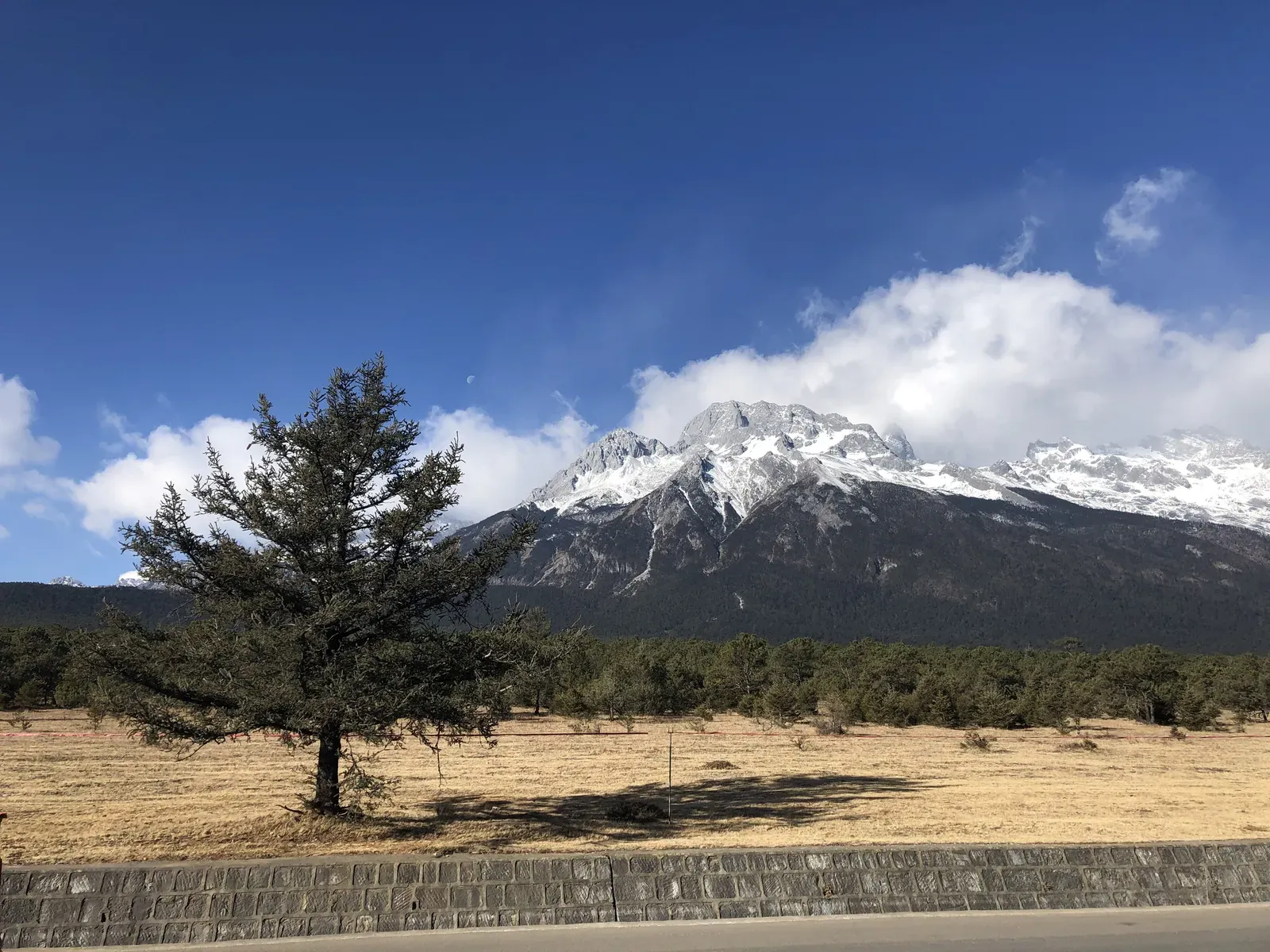 A lone pine standing before a snow-covered mountain ridge.