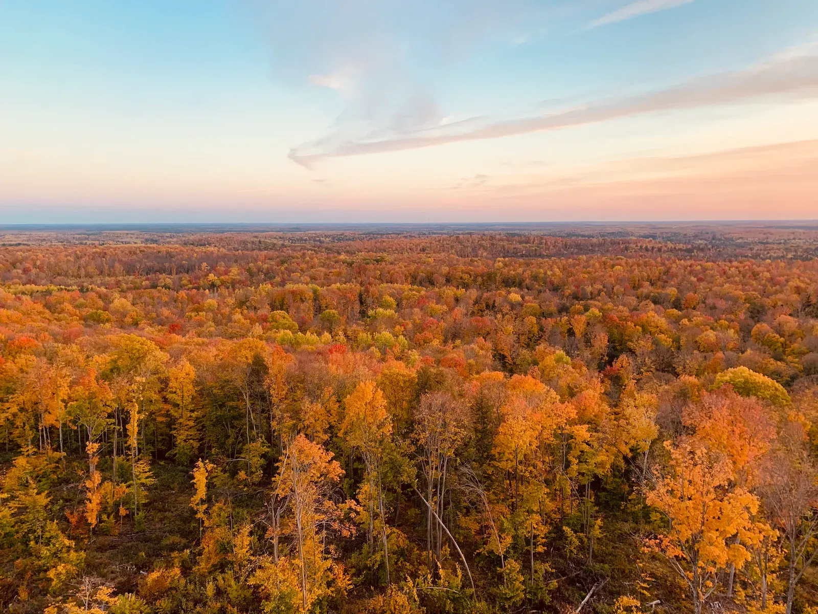Unbroken autumn forest under a pale pink evening sky.