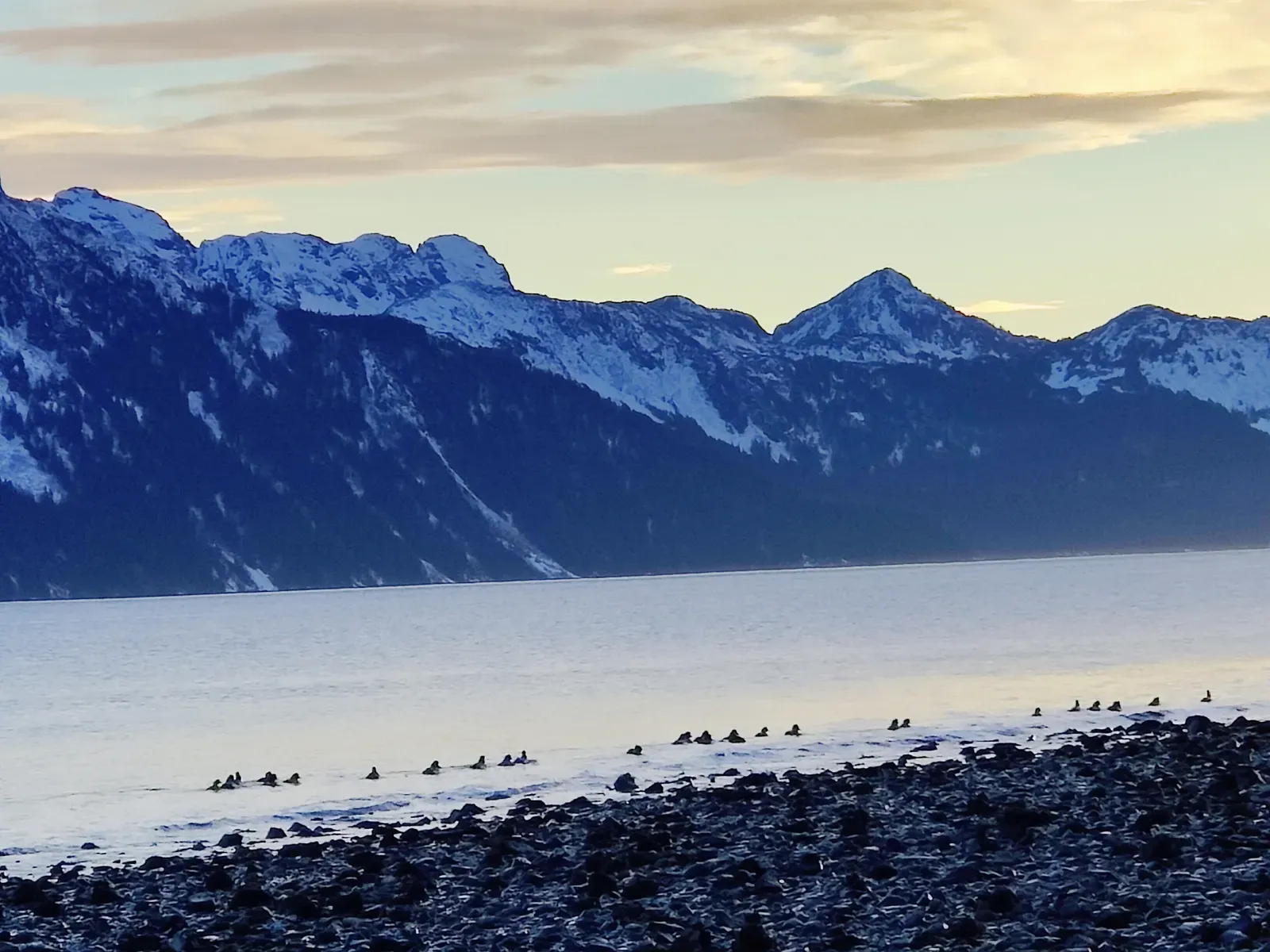 Seabirds along the shore below snow-covered coastal mountains.
